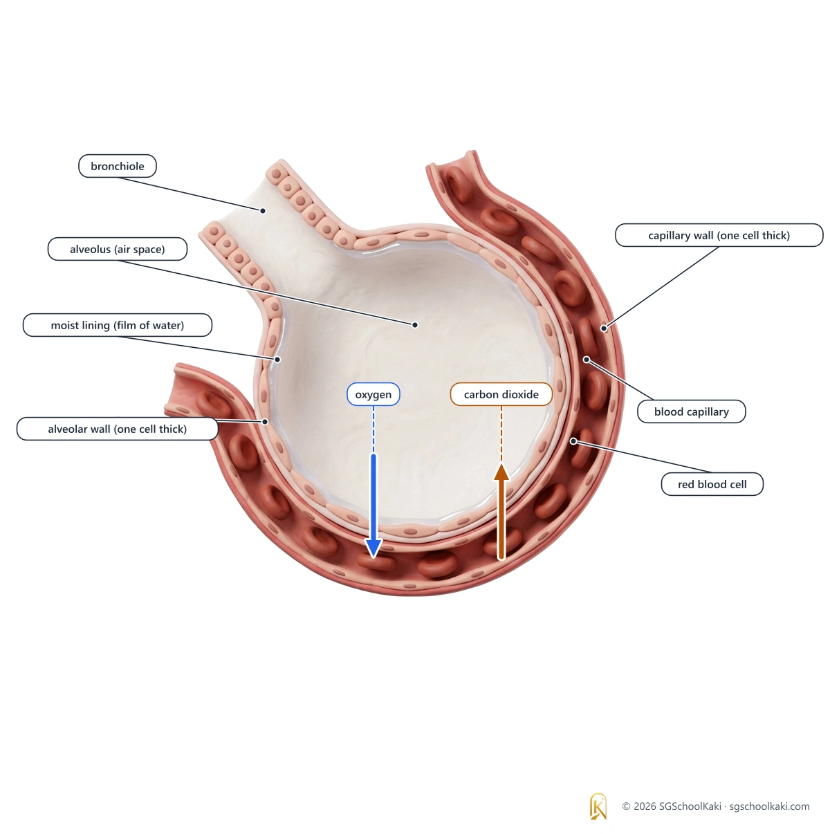 Labelled diagram: An alveolus (air space) and its blood capillary, with the thin film of moisture.