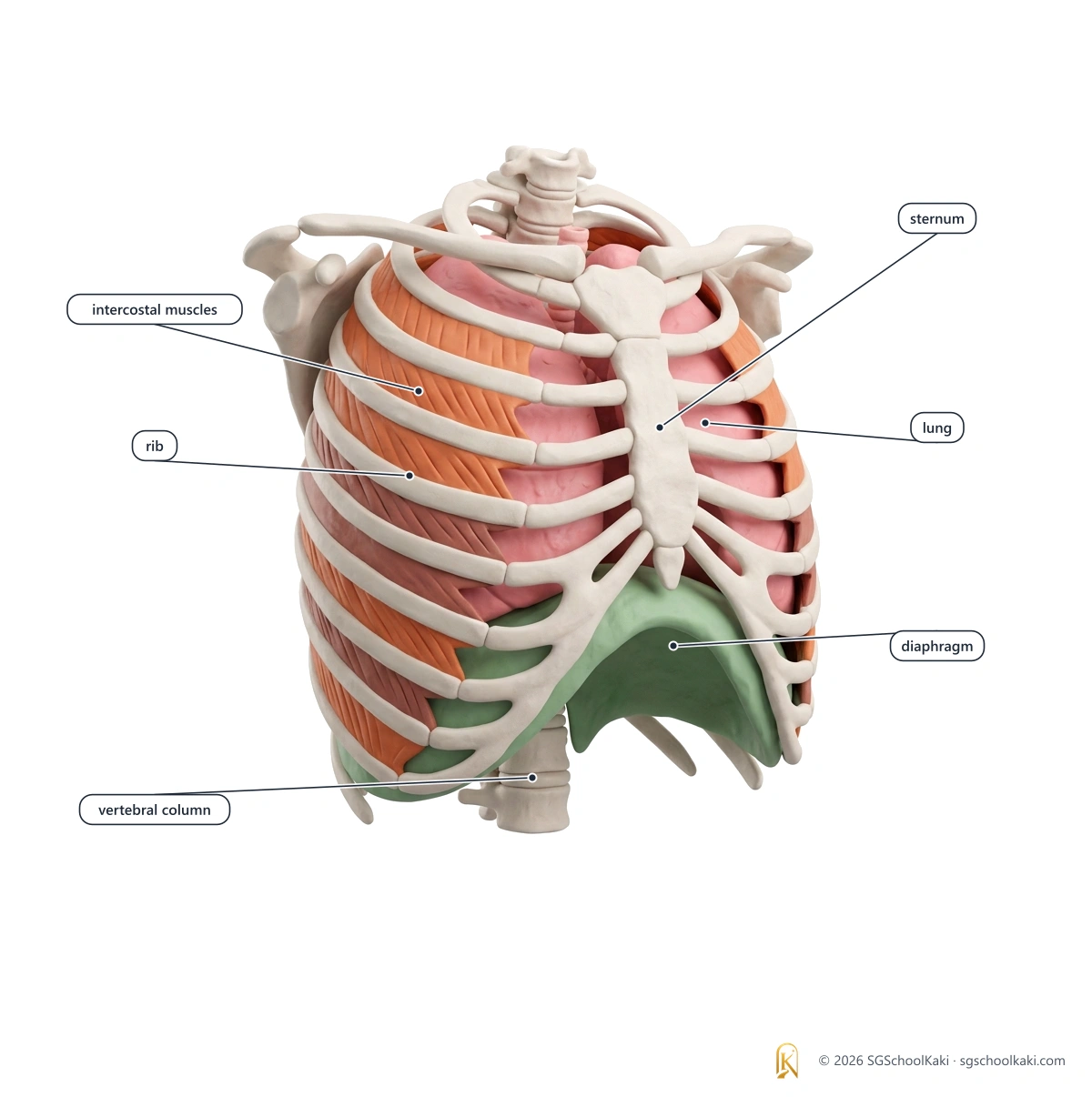 Labelled diagram: Rib cage, front view, with the rib, sternum, intercostal muscles, lung, diaphragm and vertebral column labelled.