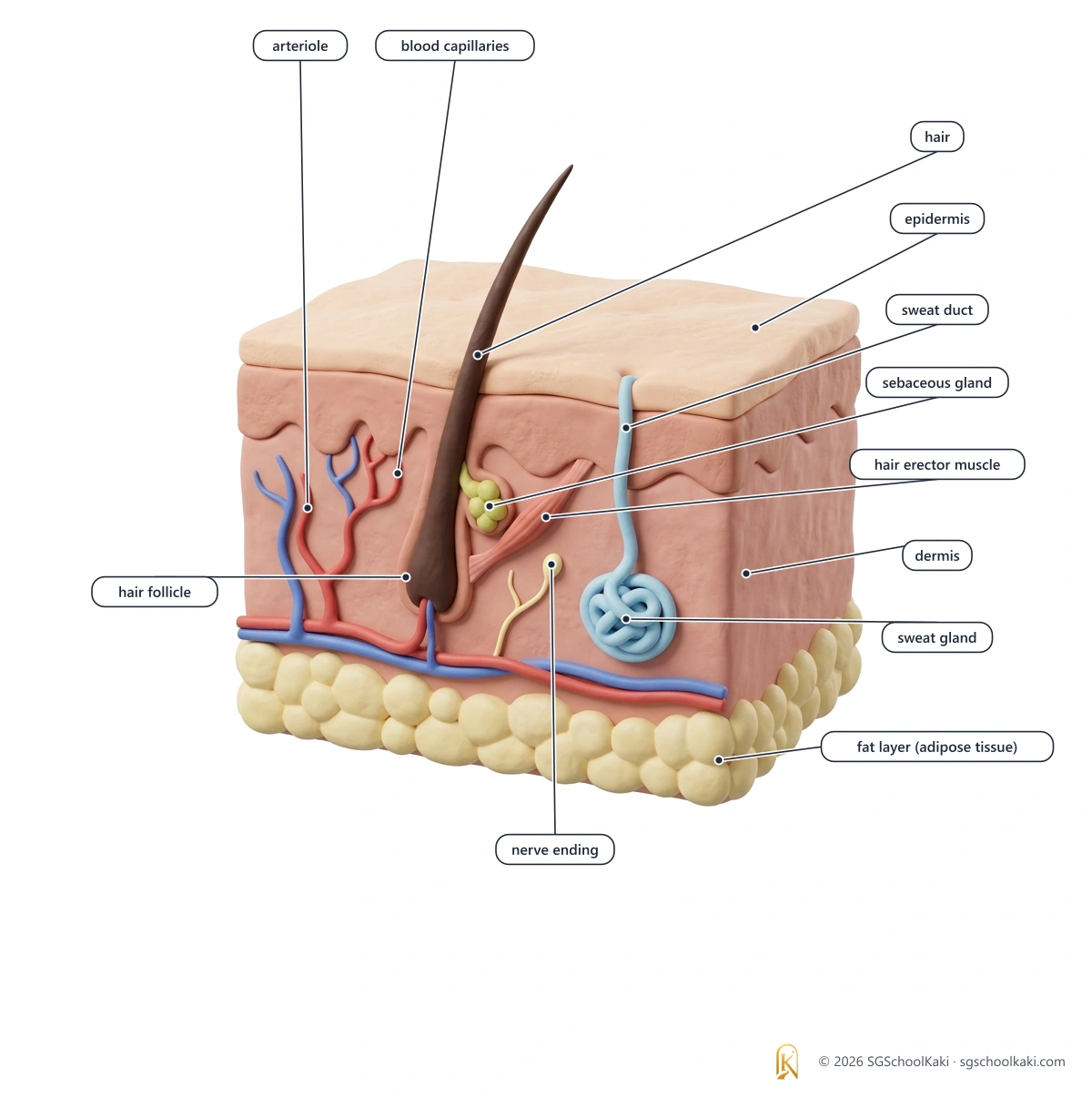 Labelled diagram: A section through the skin shows the epidermis, the dermis, the hair, the hair follicle, the sebaceous gland, the hair erector muscle, the blood capillaries, the arteriole, the nerve ending, the sweat duct, the sweat gland and the fat layer (adipose tissue).