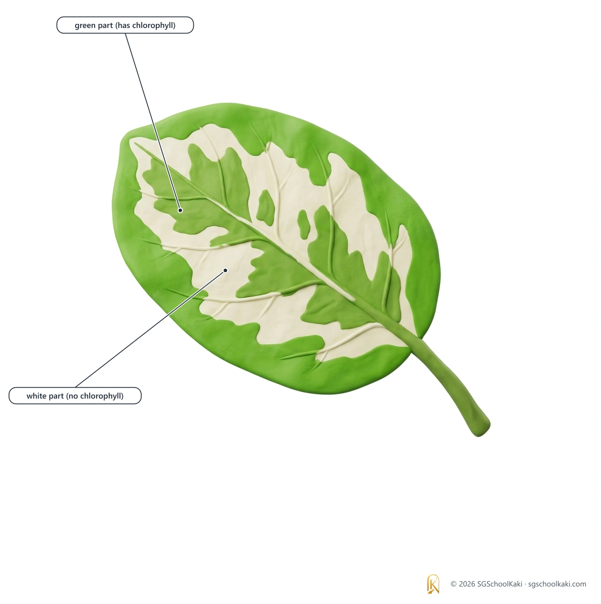 Labelled diagram: A variegated leaf has green parts, which contain chlorophyll, and white parts, which do not.