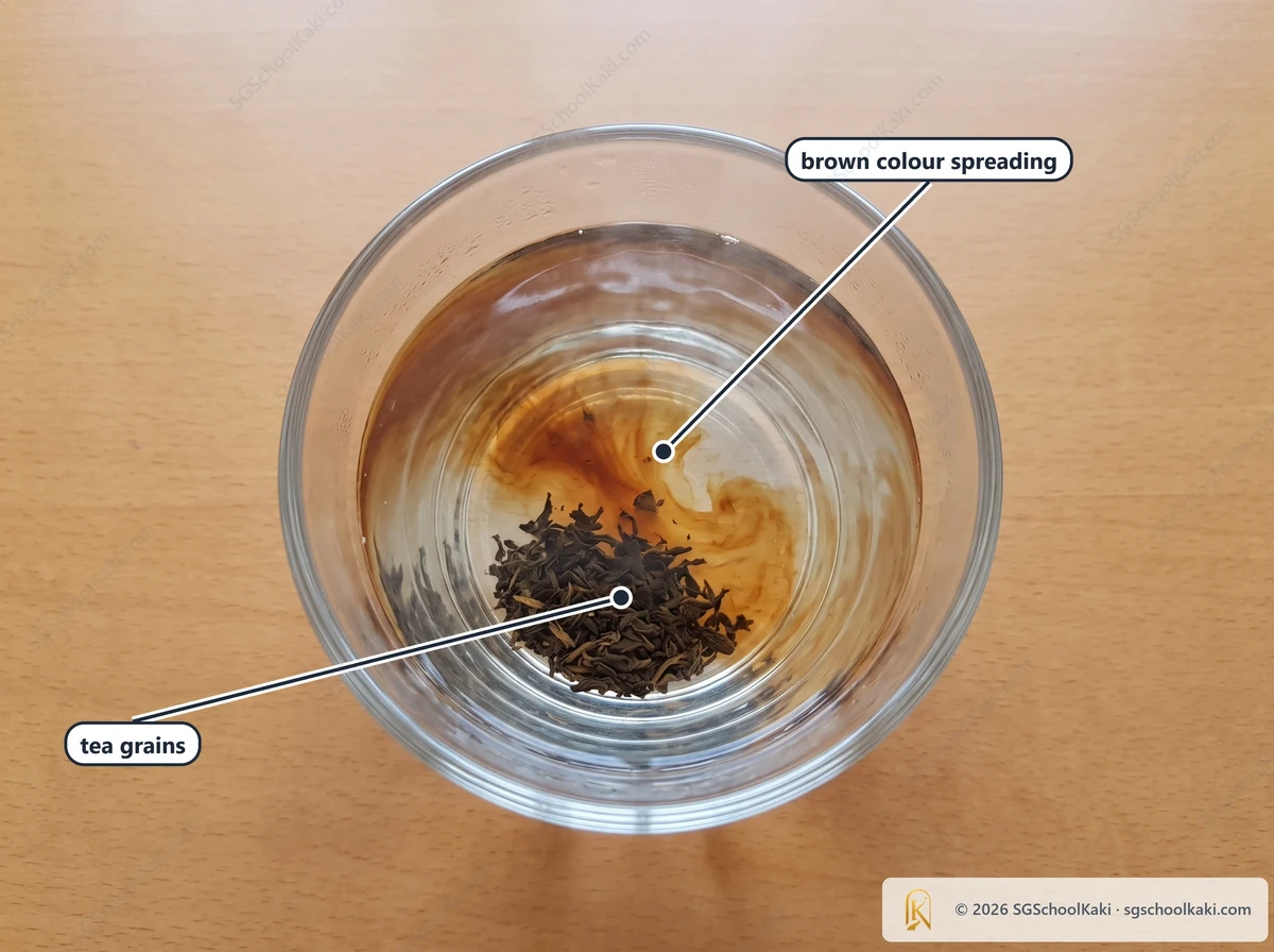 Photograph of a clear glass cup of hot water with loose tea leaves at the bottom and a warm brown colour spreading upward through the water, plain table. Labelled: tea grains, brown colour spreading
